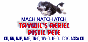 MACH, NATCH, ATCH TayWil's Aerien Pistil Pete, CD, RN, NJP, NAP, TN-O, WV-O, TG-O, UCDX, ASCA CDÂ